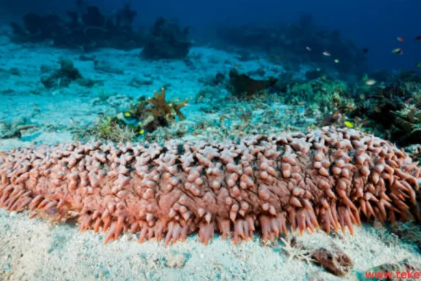 Sea cucumber