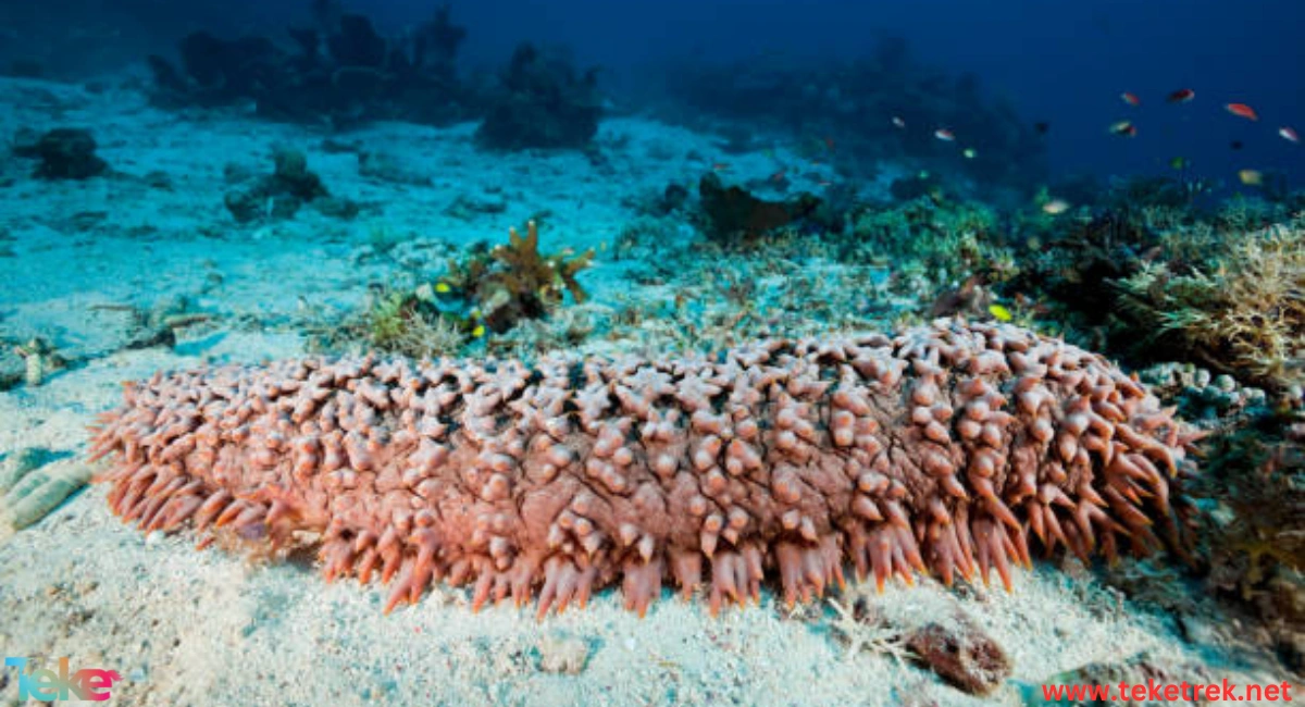 Sea cucumber