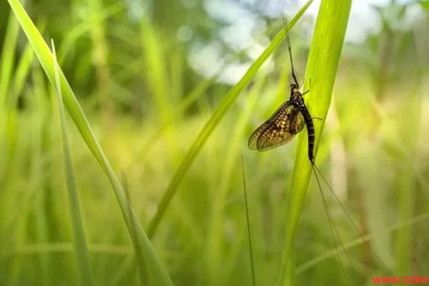 Mayflies