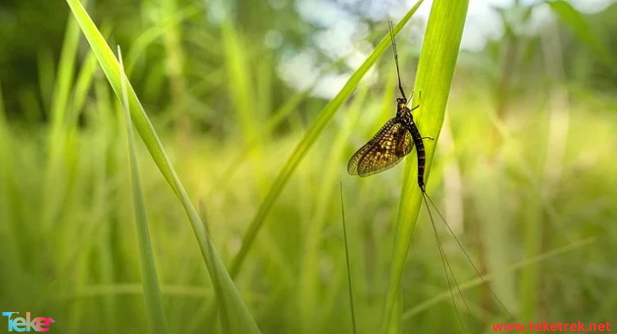 Mayflies