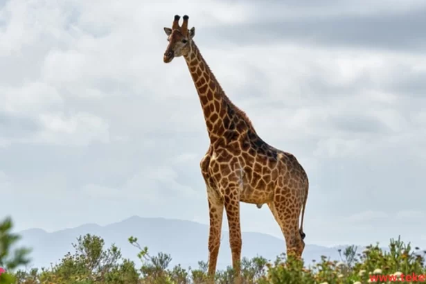 the Kordofan giraffe