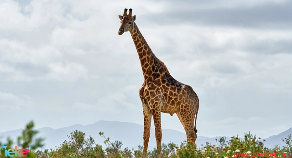 the Kordofan giraffe