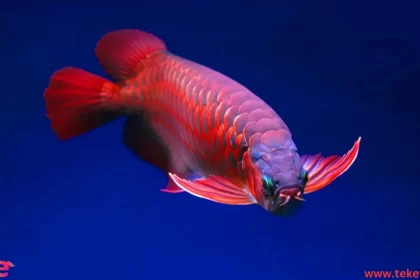 the arowana fish