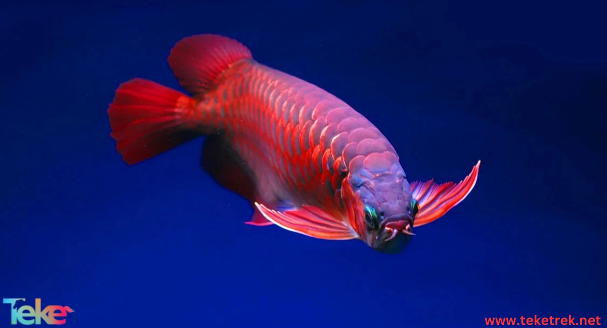 the arowana fish