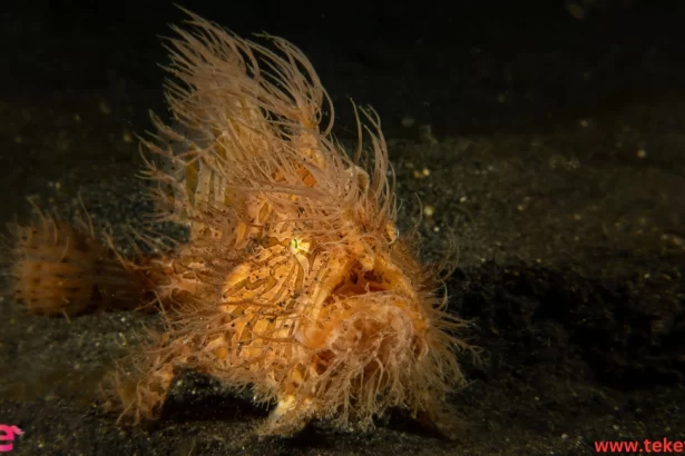 the Giant Frogfish