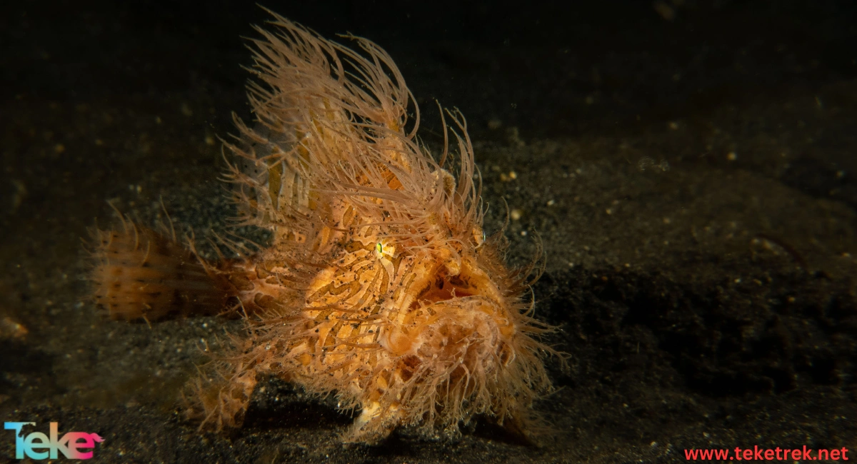 the Giant Frogfish