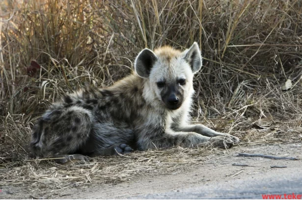 Hyena aardwolf