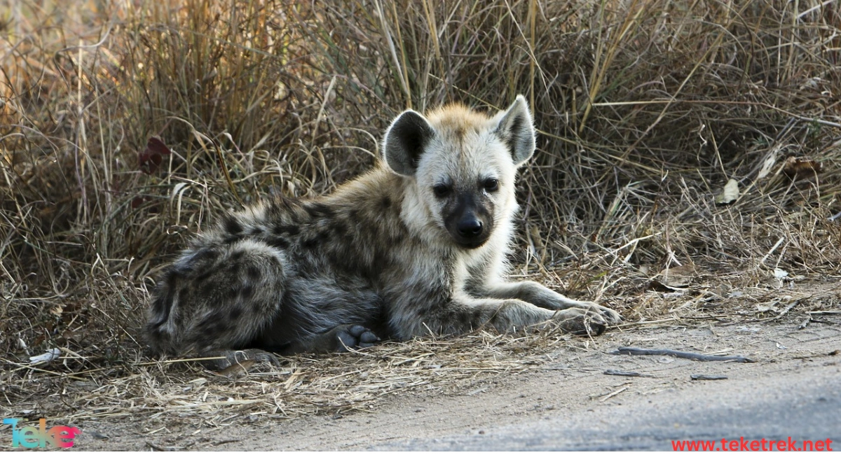 Hyena aardwolf