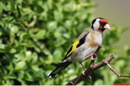 european goldfinch