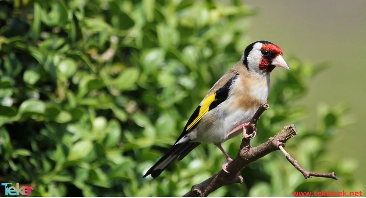 european goldfinch