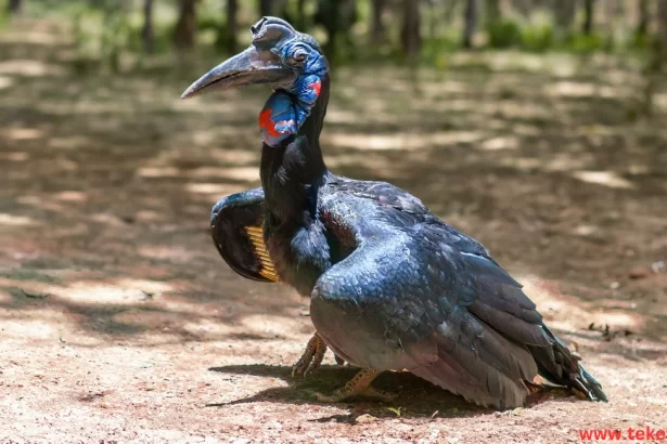 Jabiru Bird