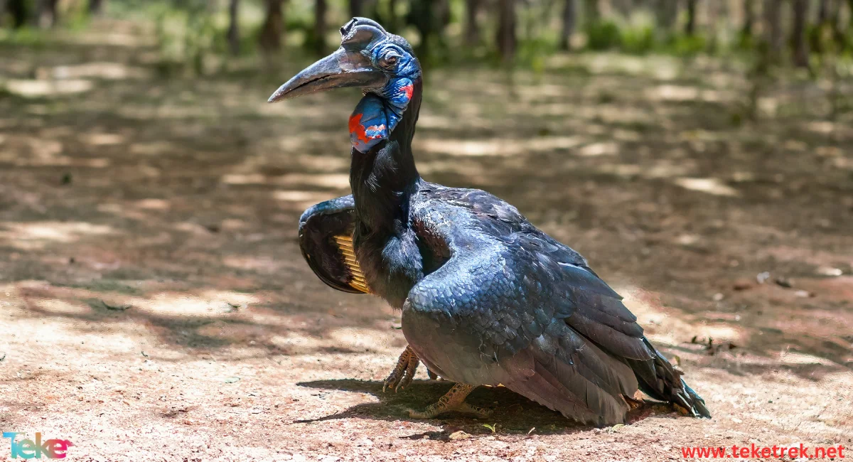 Jabiru Bird