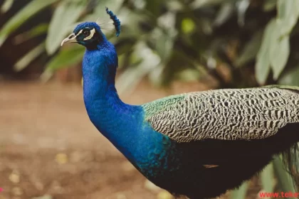 Congo Peacock