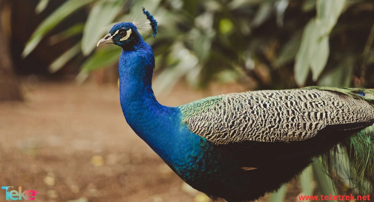 Congo Peacock