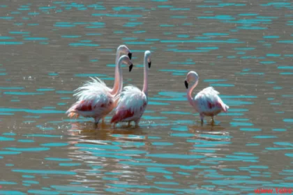 the Andean Flamingo