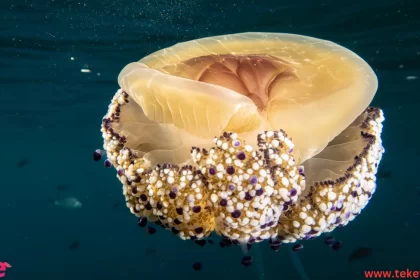 the sea walnut jellyfish