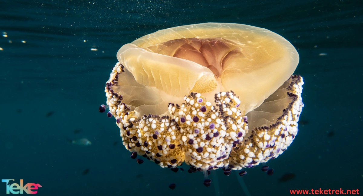 the sea walnut jellyfish