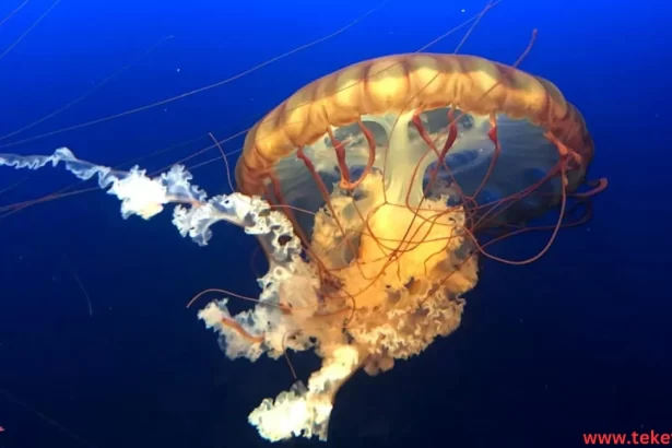 Sea nettle.