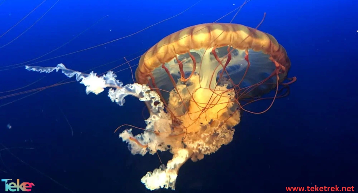 Sea nettle.