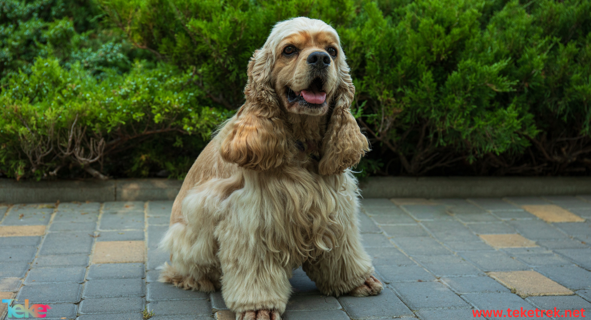 the Cocker Spaniel