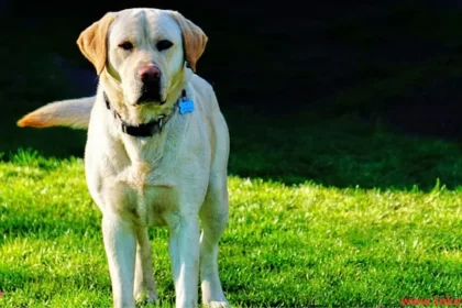 Labrador Retriever Dog