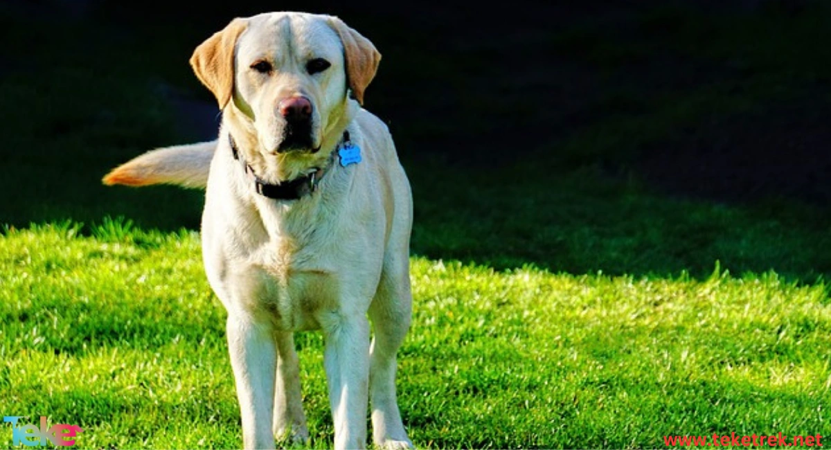 Labrador Retriever Dog