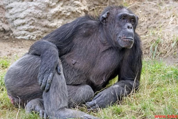 Chimpanzee