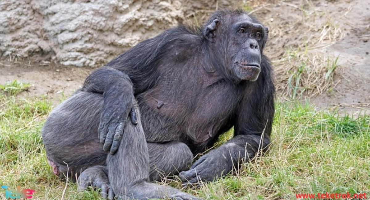 Chimpanzee