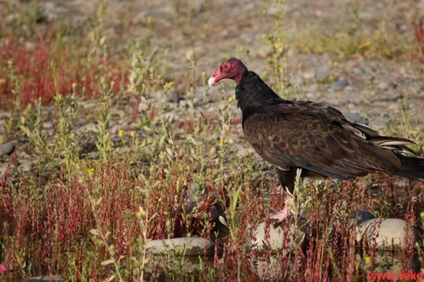 the Red-headed Vulture