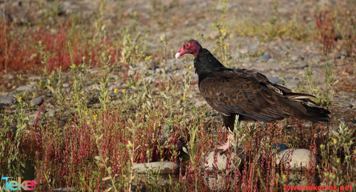 the Red-headed Vulture