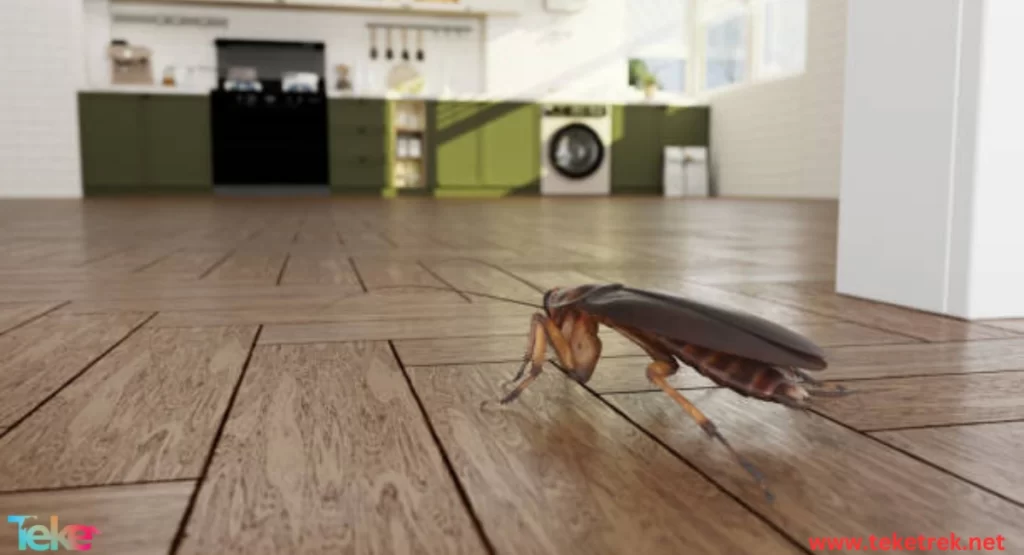 the causes of insects appearing in the home