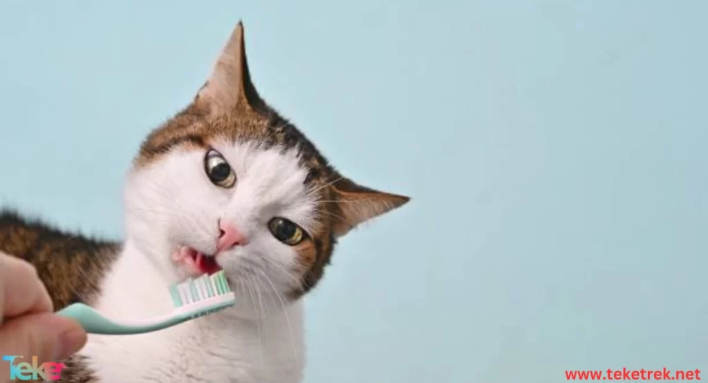 Dental and oral diseases in cats