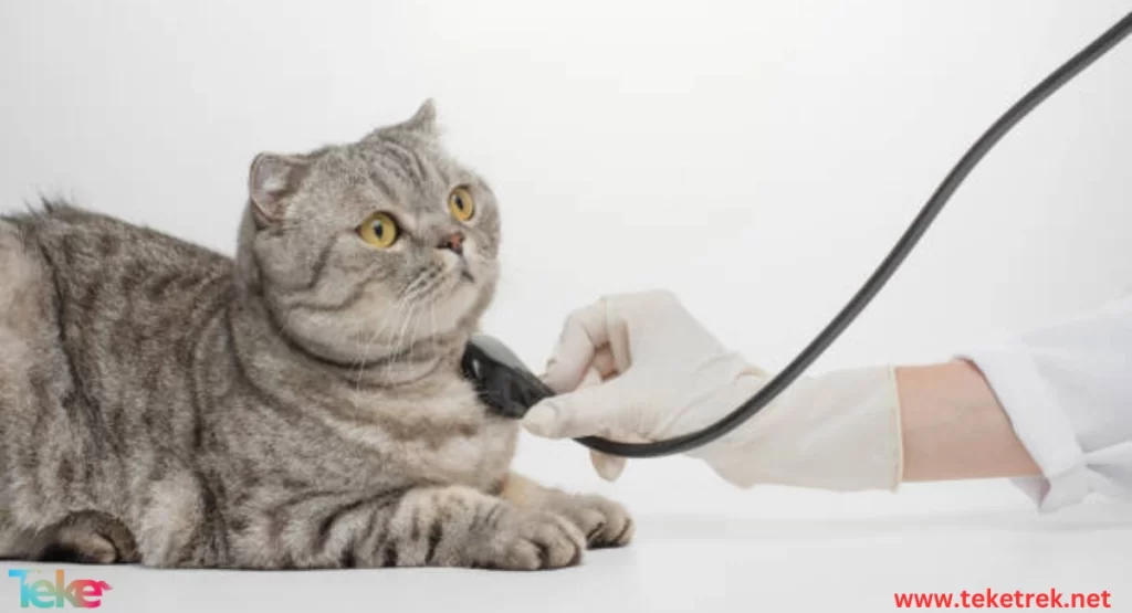 Heart disease in cats