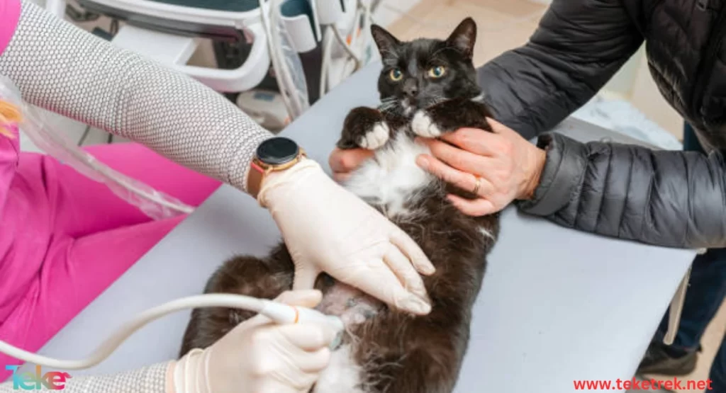 Kidney disease in cats