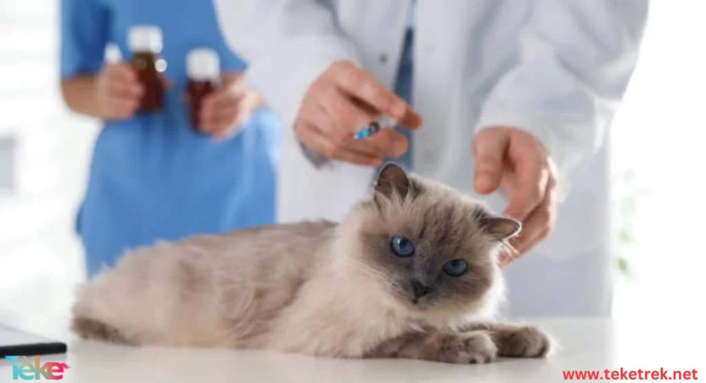 Viral diseases in cats