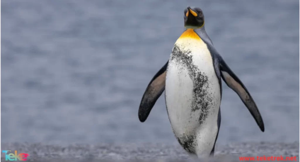 the King Penguin
