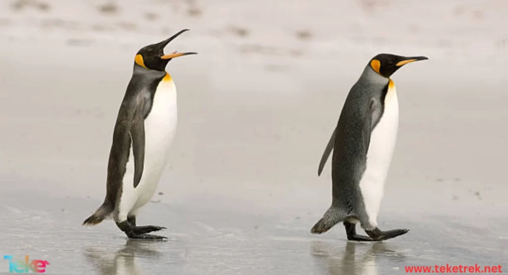 the King Penguin
