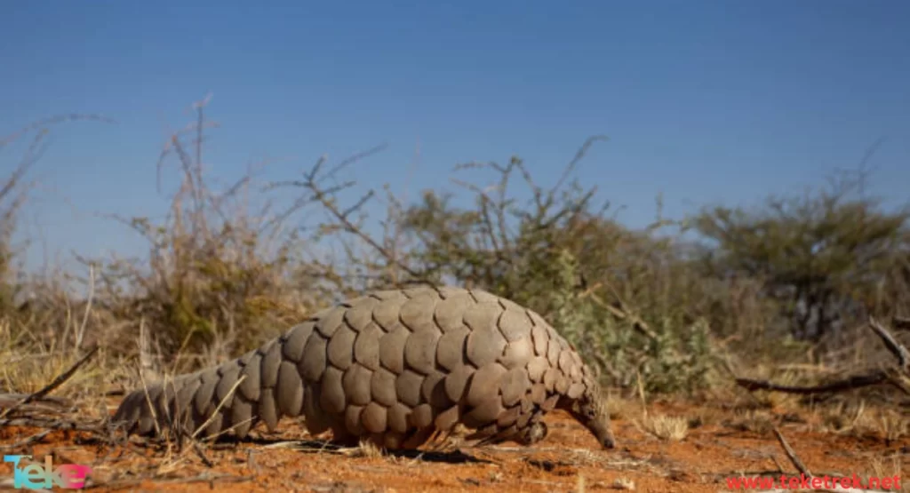 Pangolin