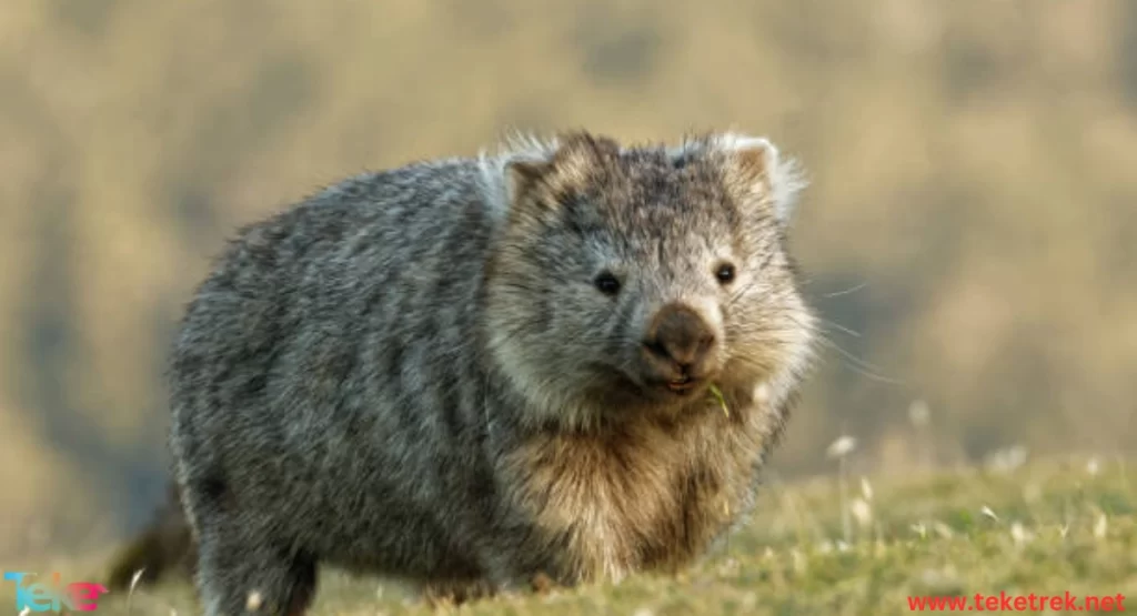 the Wombat
