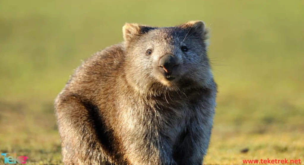 the Wombat
