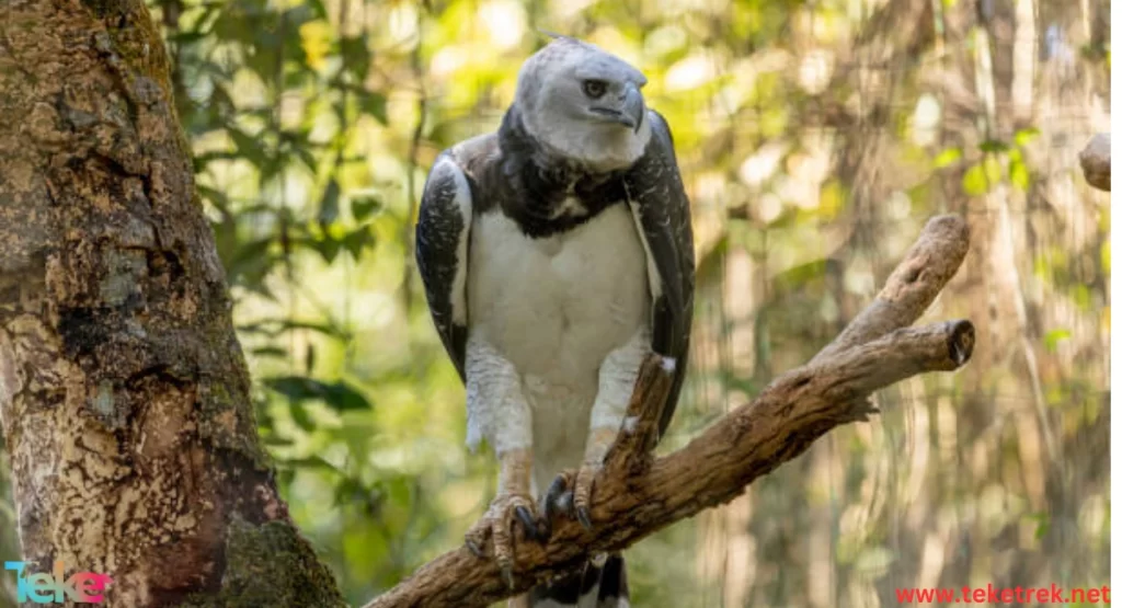  Harpy Eagle