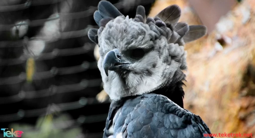  Harpy Eagle