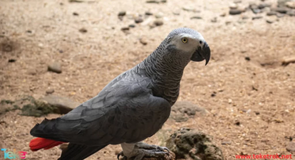 ببغاء الكاسكو الرمادي الافريقي