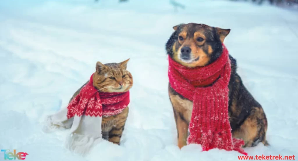 cat and Dog Winter Warming 