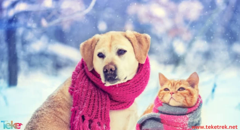 cat and Dog Winter Warming 