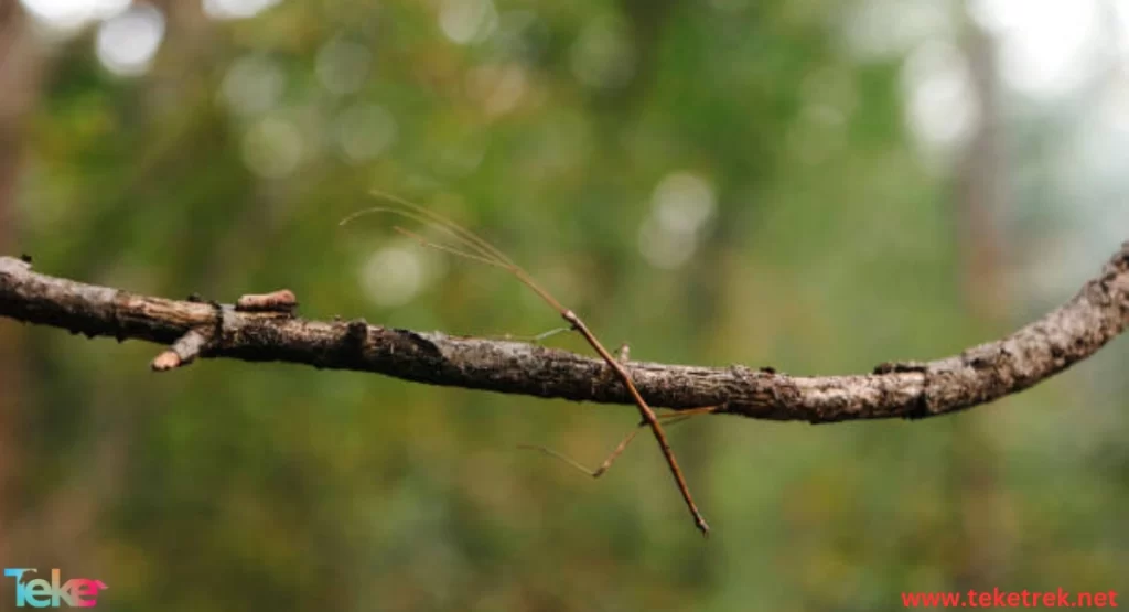 Stick insects