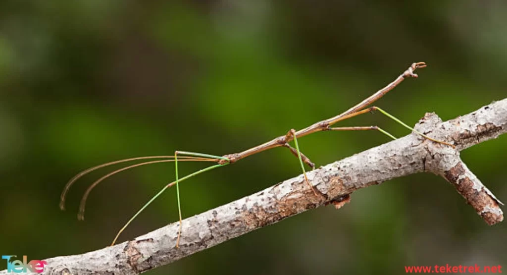 Stick insects