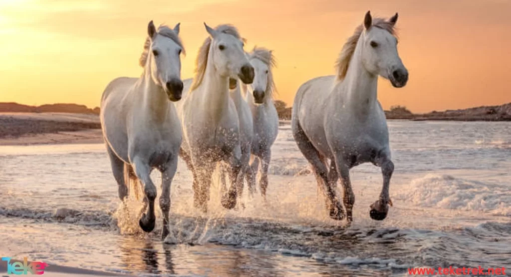 Camargue horse