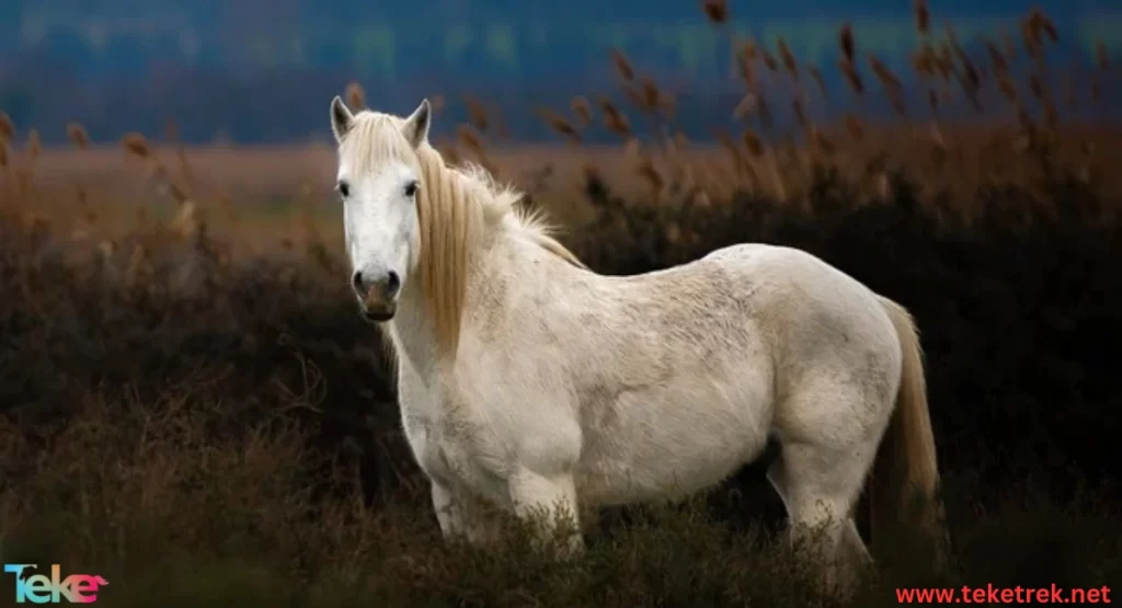 Camargue horse