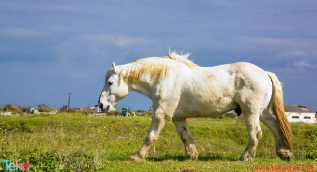  the Percheron horse